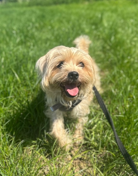 Daisy