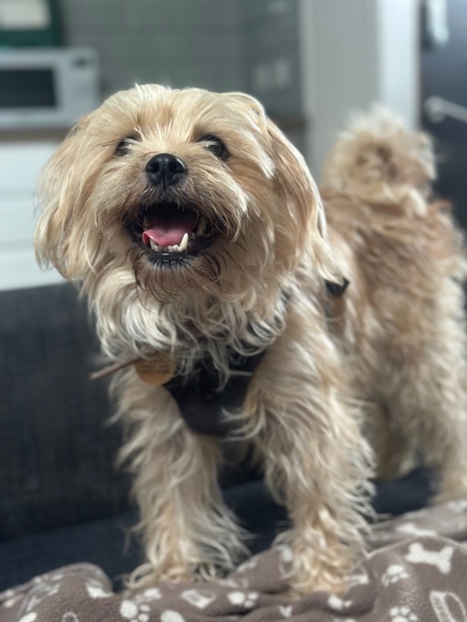 Daisy