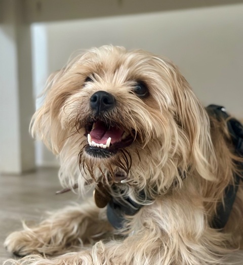 Daisy