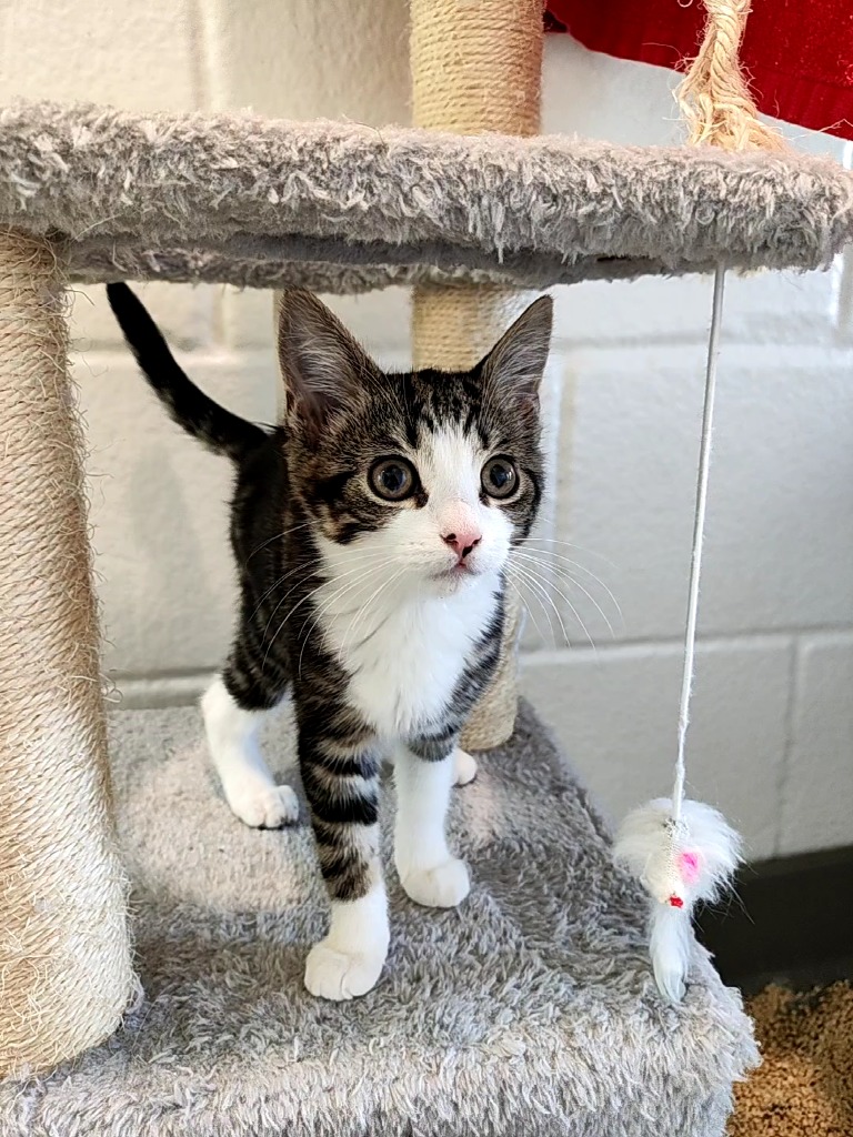 Kittens - Callie, Flo & Binx