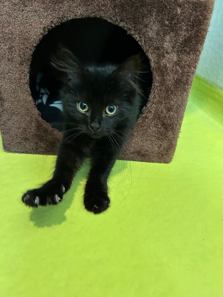 Kittens - Luca