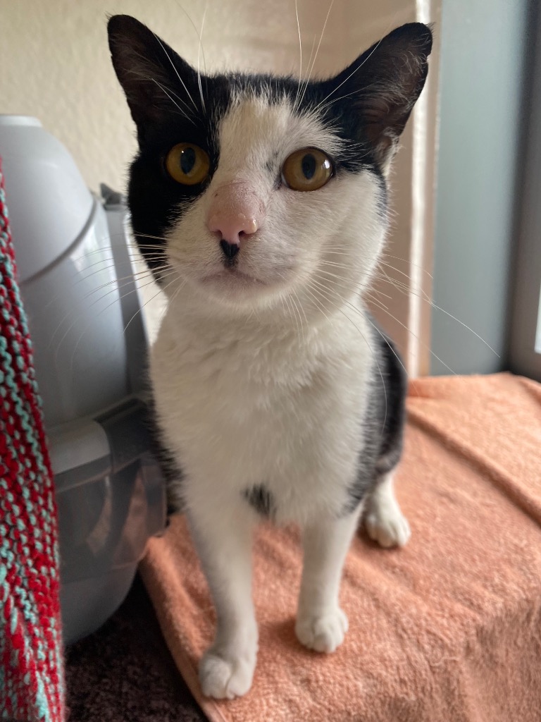 Oreo
