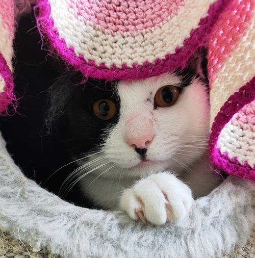 Oreo