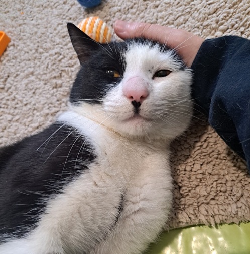 Oreo