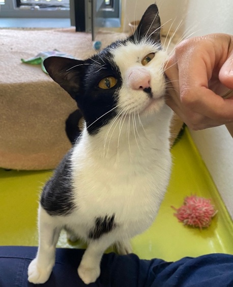 Oreo