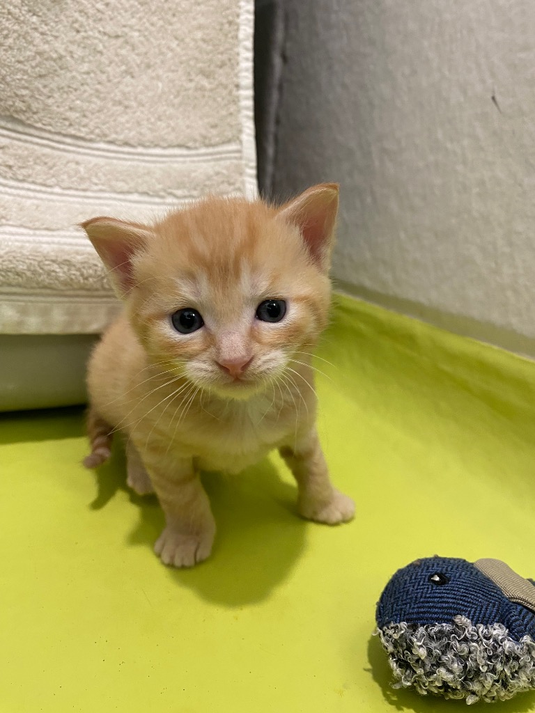 Kittens - Reese & Yorkie