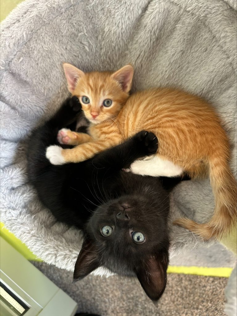 Kittens - Terry & Wispa