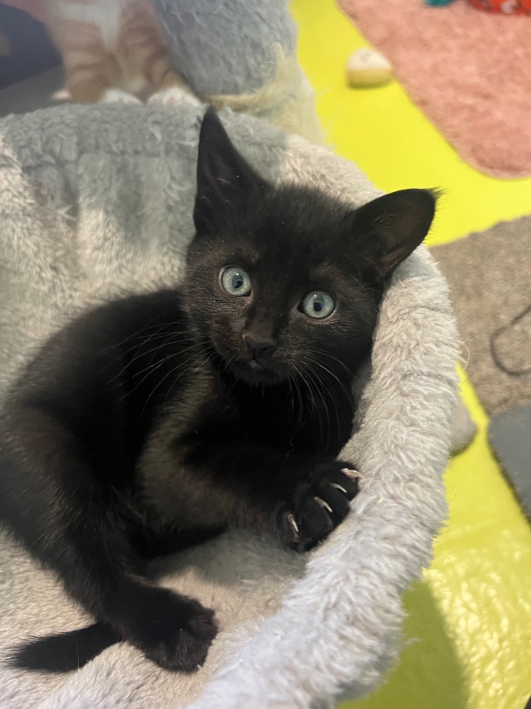 Kittens - Terry & Wispa