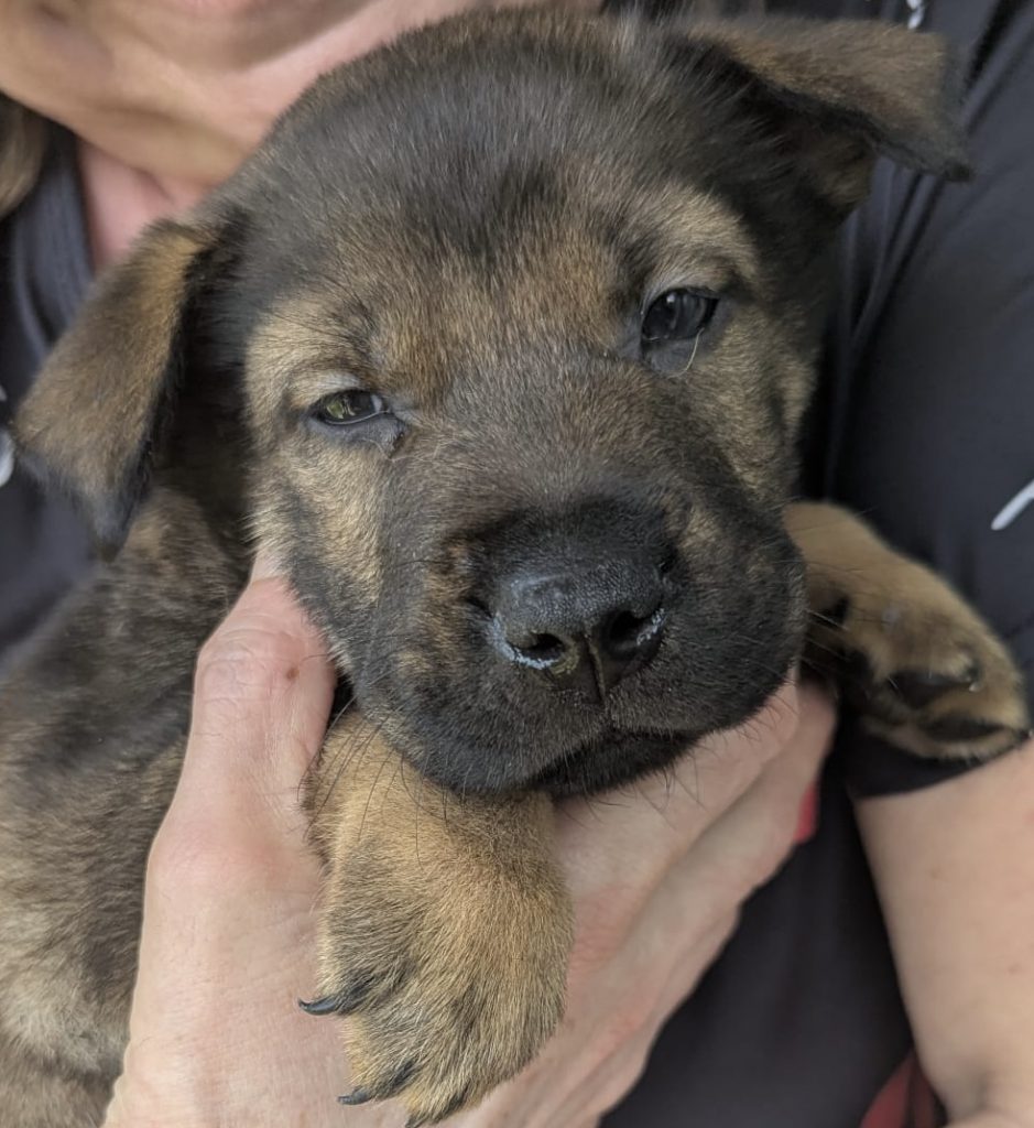 Shar Pei Cross - Puppies