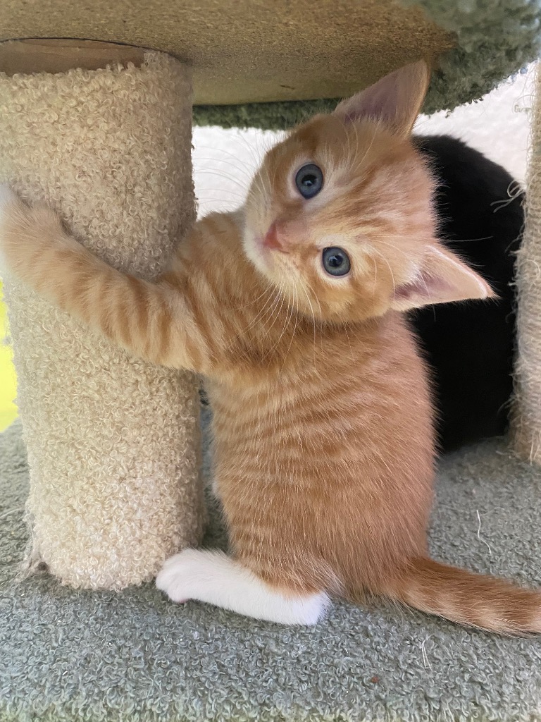 Kittens - Terry & Wispa