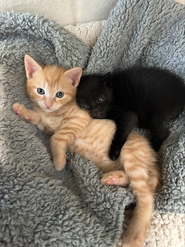Kittens - Reese & Yorkie