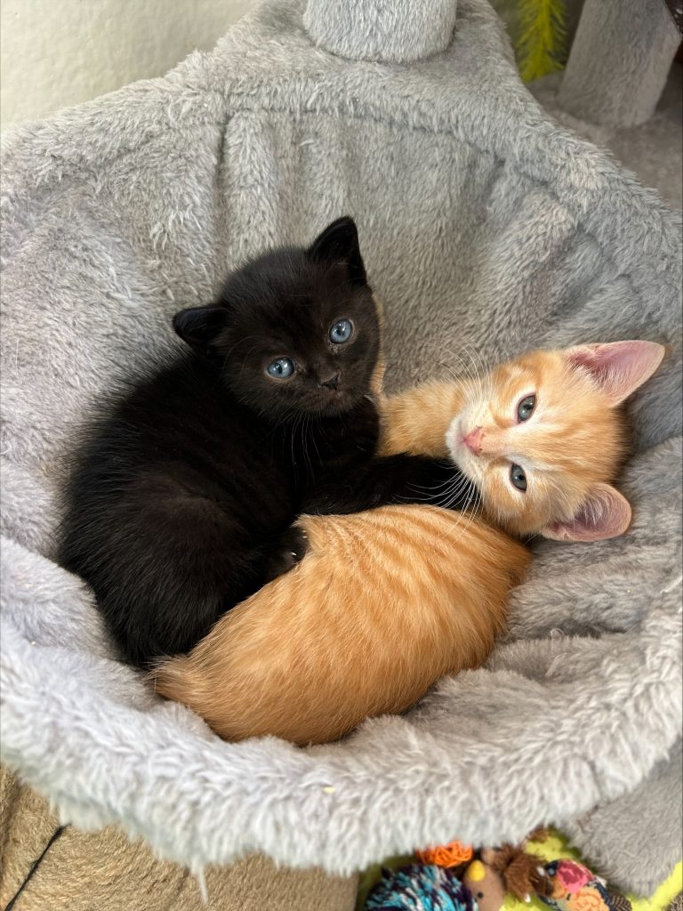 Kittens - Reese & Yorkie
