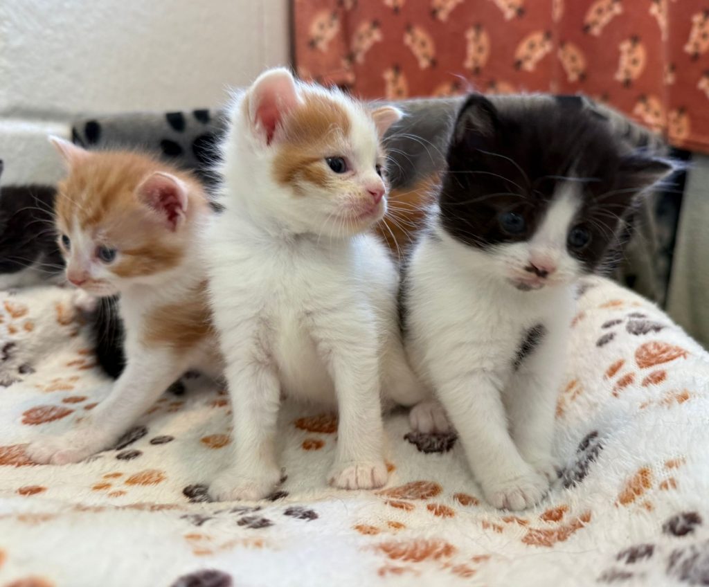 Kittens