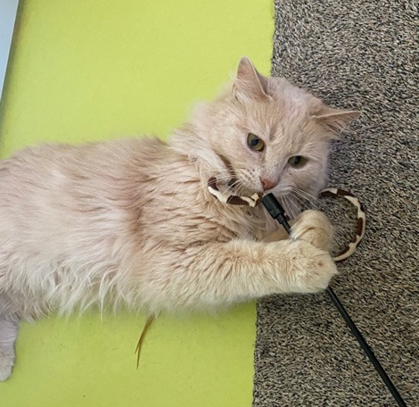 Mochi