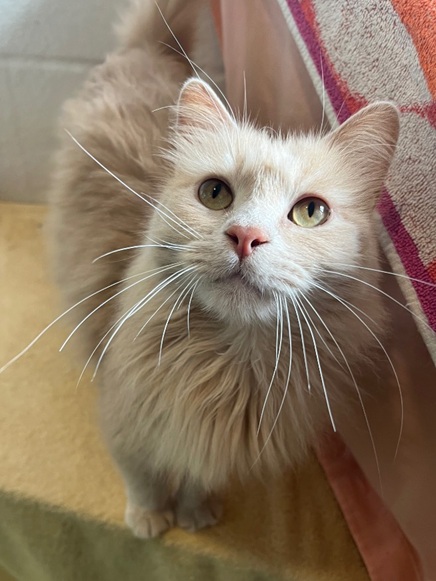 Mochi