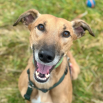 CDCH’s Lovable Lurcher Still Searching for His Forever Home