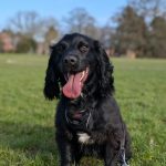 Buddy’s Journey from CDCH to Gloucestershire Police