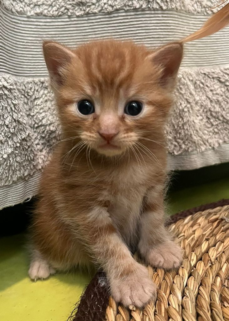 Kittens