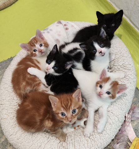 The Mushroom Kittens