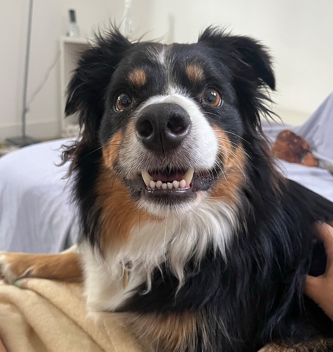 Buddy