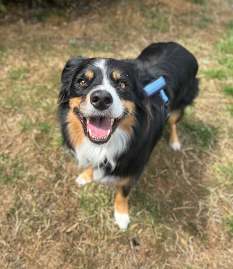 Buddy