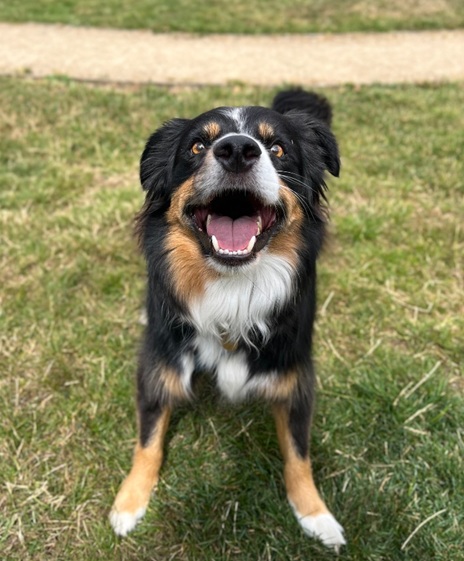 Buddy