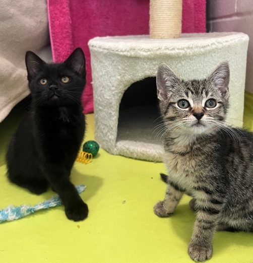 Henley and Jasper