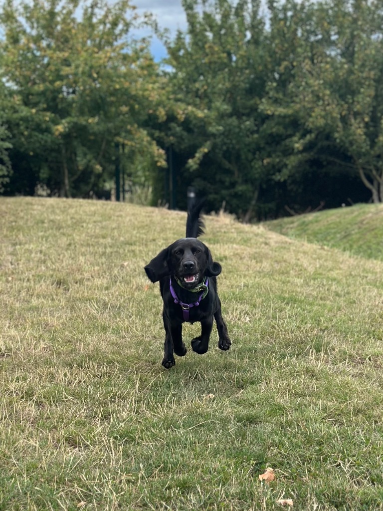 Hunter
