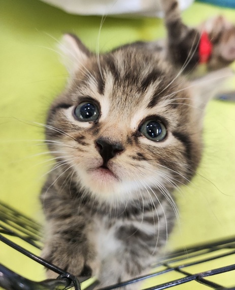 The Lion King Kittens