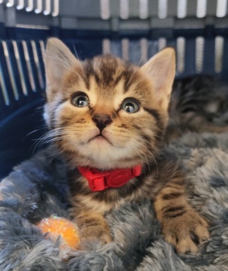 The Lion King Kittens