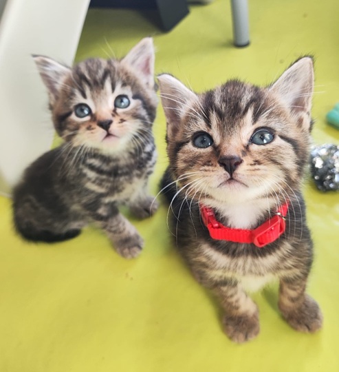 The Lion King Kittens