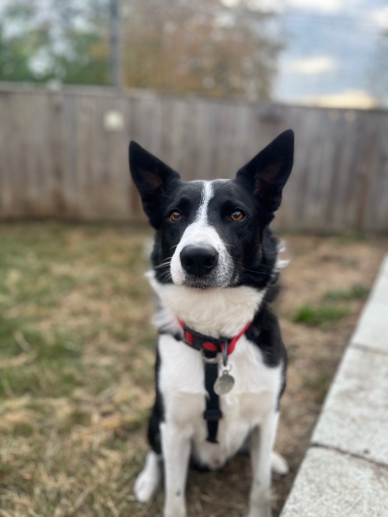 Ollie