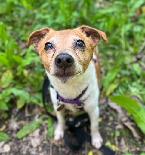 Piper