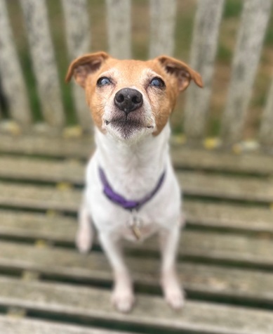 Piper
