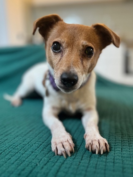 Piper