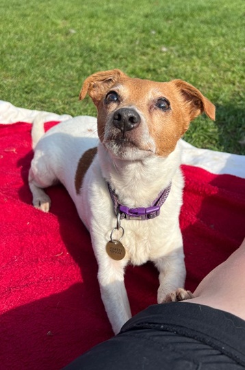 Piper