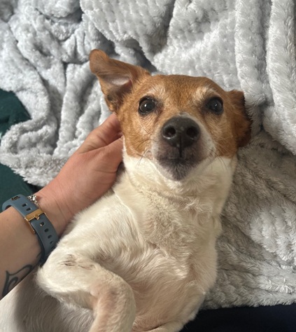 Piper