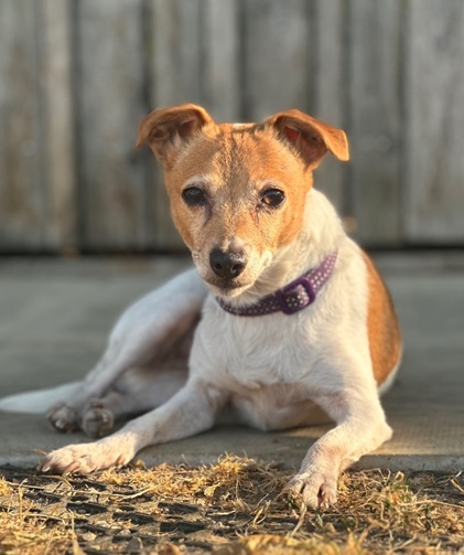 Piper