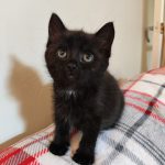 Feed a Kitten Campaign