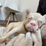 Meet Olive, A Brave Puppy in Urgent Need of Help