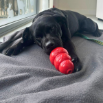 Beat the Heat: Homemade Frozen Treats Your Dog Will Love