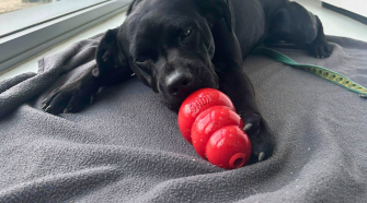 Beat the Heat: Homemade Frozen Treats Your Dog Will Love