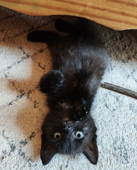 Scrumpy