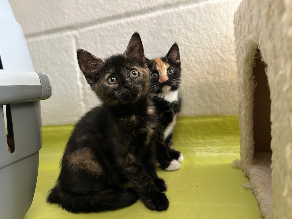 The Summer Kittens