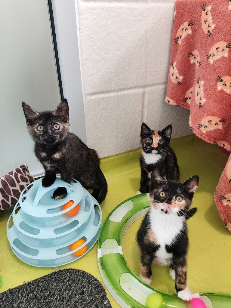 The Summer Kittens