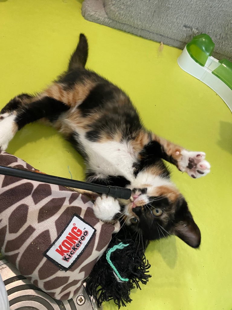 The Summer Kittens