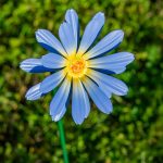 Remember a Loved One with a Flower in Our In Memory Garden