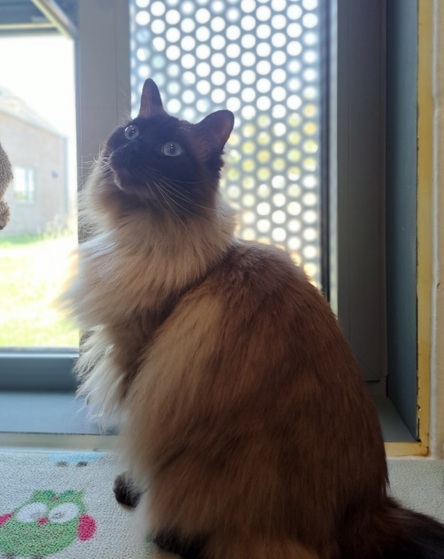 Hagrid