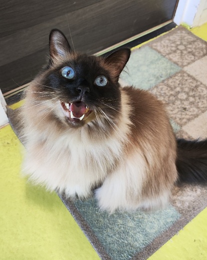 Hagrid