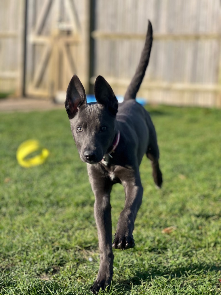 Lyra